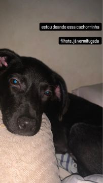 cachorra filhote para adoção 