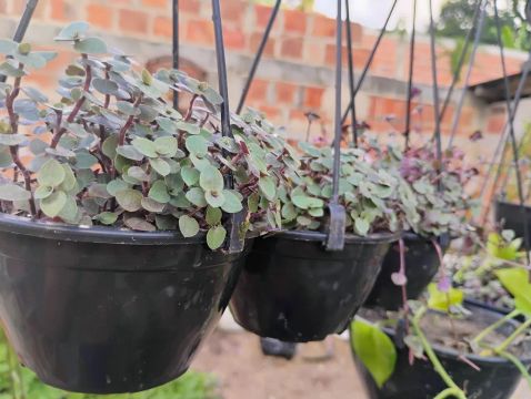 Mudas de Planta