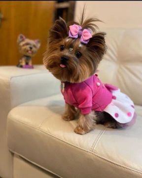 Princesa Yorkshire Doce Encanto