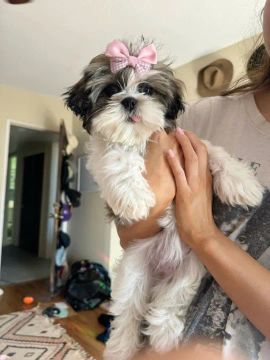 Shih Tzu Fêmeas: Fofuras