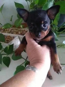 Filhote de Pinscher Miniatura