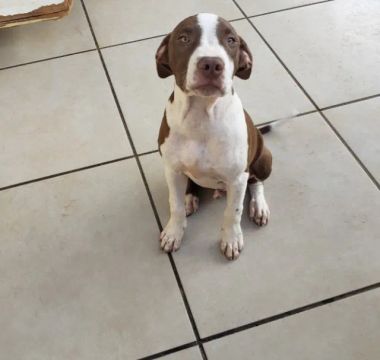 Pitbull