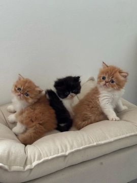 GATINHOS PERSAS *filhotinhos* 