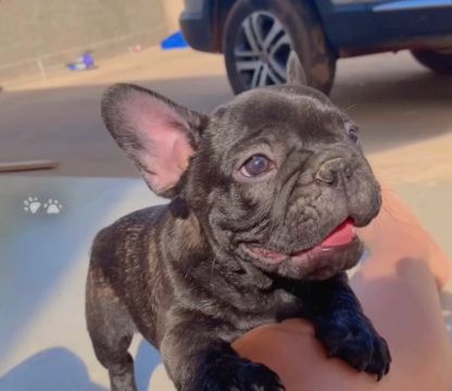 Filhote de Bulldog Francês