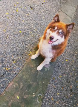 Husky Siberiano padreador procura namorada