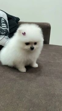 Linda Filhote de Spitz Alemão Fêmea 