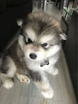 Filhote de Husky Siberiano o cão que veio do lobo