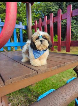 Shih Tzu Fêmea - Adorável e Carinhosa