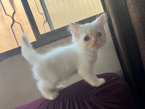 Gatinho persa branco lindo e amarelo 