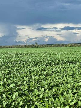 Fazenda 2.850 hect em Sorriso MT. 2.1150 plantando 200 milhões.
