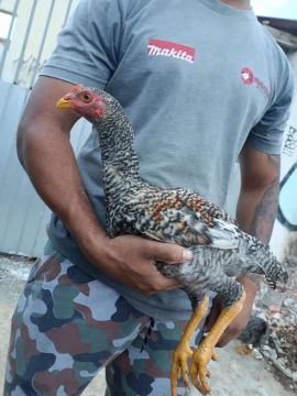Frango indio