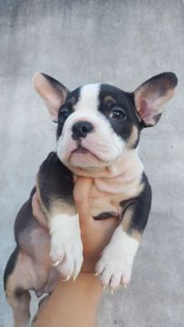 Filhote Fêmea American Bully