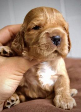 Cachorro Cocker Spaniel no Brasil