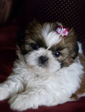 Shih Tzu mini - Lindas Meninas Pronta Entrega!