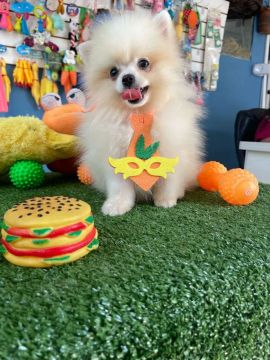 Filhote de Spitz Alemão lulu machinho 