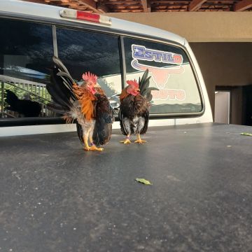 Galinhas
