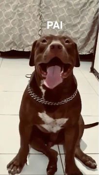 Filhote de Pitbull 