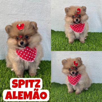 Spitz Alemão Anão Fêmea c/ Microchipe + Garantia + Parcelado 12x