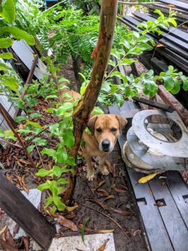 Cachorro caramelo para adoção