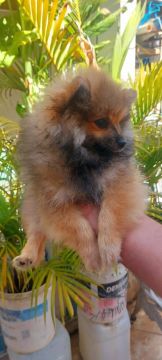 Filhote fêmea de spitz $2.200.Zap *30 