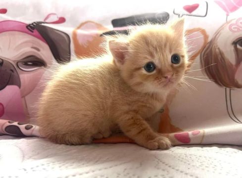 Gatinho Persa - Fofo e Carinhoso