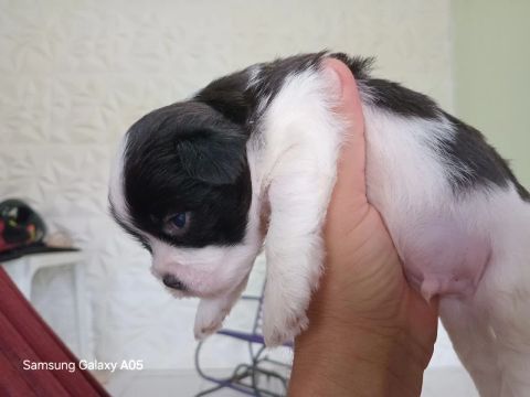 Vendo filhotes de cachorro da raça shih tzu 