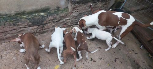 Filhotes de Pitbull
