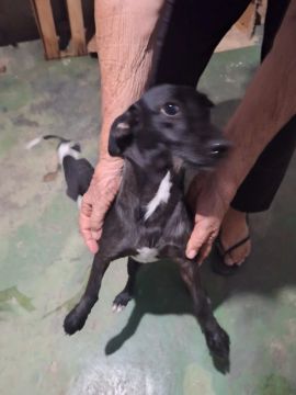 Filhote de cachorro Adoção