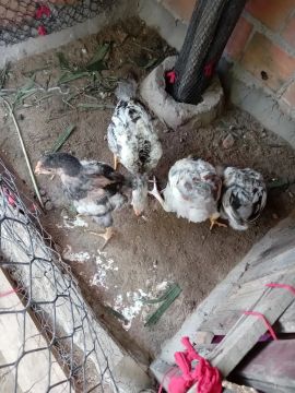 Vendo 4 pinto caipira raciado . Valor 70 reais  cada pinto. 