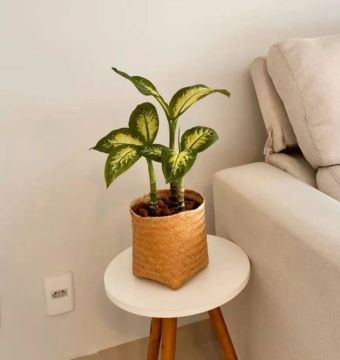 Planta de interior
