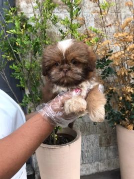 Shih Tzu cheio de amor e fofura  !!