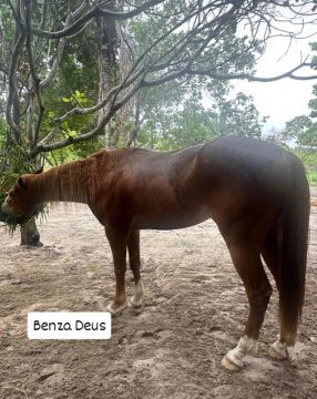 Cavalo quarto de milha, iniciado de direita.