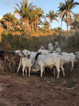 Vacas, novilhas, bezerros e garrotes.