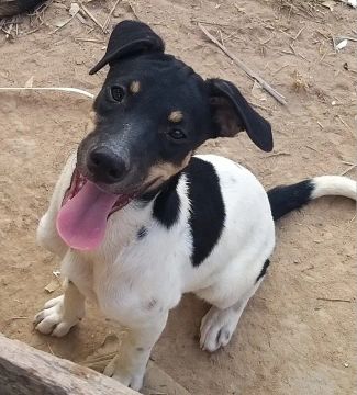 Doação responsável Cachorro filhote carinhoso e brincalhão