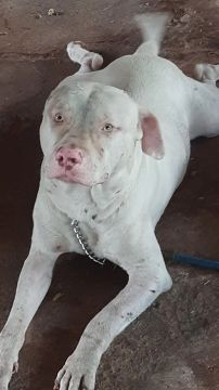 Vendo pitbull branco
