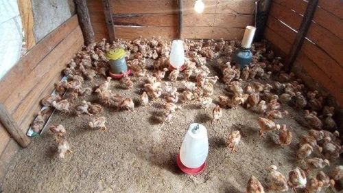 Galinheiro e pintinhos a venda