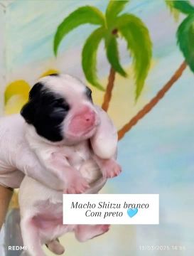 Filhotes Shitzu Machos 
