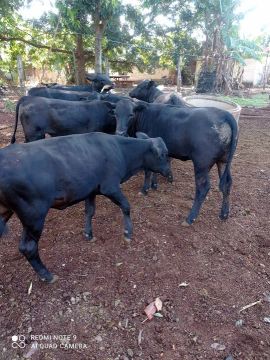 Bezerros angus