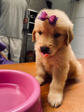 Filhote Golden Retriever Fêmea