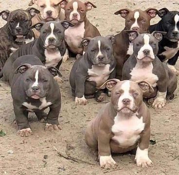 American Bully Genética Muito Forte