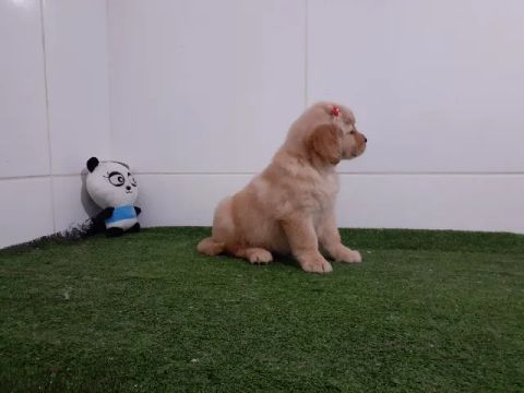 Lindos golden retriever com procedência