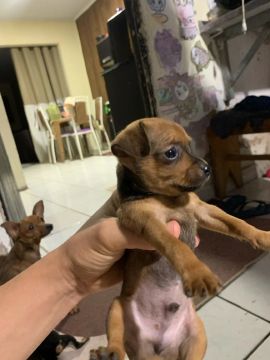 Filhote de Pinscher Miniatura