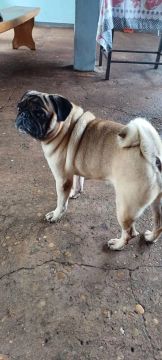 Procura-se namorada, raça pug