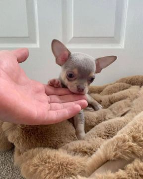 Chihuahua Filhotes