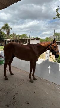 Cavalos Vaquejada
