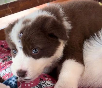 Cachorro Border Collie á venda - uma raça inteligente 