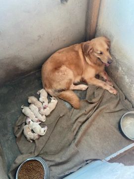 Venda de filhotes de Golden Retriever