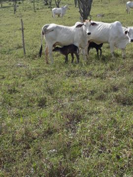 Fazenda Vale Verde com 230 tarefas, excelente estrutura, georreferenciada.