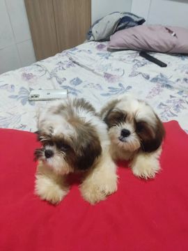 shih tzu