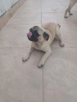 Pug fêmea 